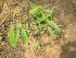 ( - TMPA127)  @11 [ ] Copyright (2014) PHCDBS PAUL HEBERT CENTRE FOR DNA BARCODING AND BIODIVERSITY STUDIES