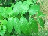  ( - TMPA22)  @11 [ ] Copyright (2013) PHCDBS Paul Hebert Centre for DNA Barcoding and Biodiversity Studies