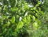  (Calophyllum sil - TMPA128)  @11 [ ] Copyright (2014) PHCDBS PAUL HEBERT CENTRE FOR DNA BARCODING AND BIODIVERSITY STUDIES