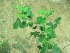  ( - TMPA24)  @11 [ ] Copyright (2013) PHCDBS Paul Hebert Centre for DNA Barcoding and Biodiversity Studies