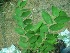  ( - TMPA25)  @11 [ ] Copyright (2013) PHCDBS Paul Hebert Centre for DNA Barcoding and Biodiversity Studies