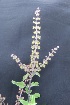  ( - MP66)  @11 [ ] Copyright (2014) PHCDBS Paul Hebert Centre fo DNA Barcoding And Biodiversity Studise
