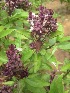  ( - TMPA133)  @11 [ ] Copyright (2014) PHCDBS PAUL HEBERT CENTRE FOR DNA BARCODING AND BIODIVERSITY STUDIES