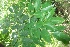  ( - MP61)  @11 [ ] Copyright (2014) PHCDBS Paul Hebert Centre fo DNA Barcoding And Biodiversity Studise