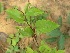 (Passiflora incarnata - TMPA137)  @11 [ ] Copyright (2014) PHCDBS PAUL HEBERT CENTRE FOR DNA BARCODING AND BIODIVERSITY STUDIES