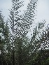  ( - TMPA139)  @11 [ ] Copyright (2014) PHCDBS PAUL HEBERT CENTRE FOR DNA BARCODING AND BIODIVERSITY STUDIES