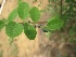  ( - TMPA140)  @11 [ ] Copyright (2014) PHCDBS PAUL HEBERT CENTRE FOR DNA BARCODING AND BIODIVERSITY STUDIES