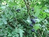  ( - MP377)  @11 [ ] Copyright (2014) PHCDBS Paul Hebert Centre for DNA Barcoding and Biodiversity Studies