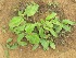  ( - TMPA142)  @11 [ ] Copyright (2013) PHCDBS PAUL HEBERT CENTRE FOR DNA BARCODING AND BIODIVERSITY STUDIES