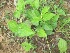  ( - TMPA143)  @11 [ ] Copyright (2013) PHCDBS PAUL HEBERT CENTRE FOR DNA BARCODING AND BIODIVERSITY STUDIES