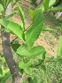  ( - TMPA149)  @11 [ ] Copyright (2013) PHCDBS PAUL HEBERT CENTRE FOR DNA BARCODING AND BIODIVERSITY STUDIES