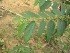  (Clerodendrum splendens - TMPA153)  @11 [ ] Copyright (2013) PHCDBS PAUL HEBERT CENTRE FOR DNA BARCODING AND BIODIVERSITY STUDIES