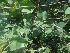  ( - MP719.1)  @11 [ ] Copyright (2014) PHCDBS Paul Hebert Centre for DNA Barcoding and Biodiversity Studies