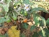  ( - MP56)  @11 [ ] Copyright (2014) PHCDBS Paul Hebert Centre fo DNA Barcoding And Biodiversity Studise