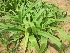  (Baphicacanthus - TMPA159)  @11 [ ] Copyright (2013) PHCDBS PAUL HEBERT CENTRE FOR DNA BARCODING AND BIODIVERSITY STUDIES