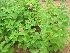  ( - TMPA161)  @11 [ ] Copyright (2014) PHCDBS PAUL HEBERT CENTRE FOR DNA BARCODING AND BIODIVERSITY STUDIES