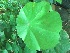  ( - TMPA31)  @11 [ ] Copyright (2013) PHCDBS Paul Hebert Centre for DNA Barcoding and Biodiversity Studies