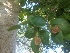  ( - TMP63)  @11 [ ] Copyright (2017) Dr. G. D. Khedkar Paul Hebert Centre For DNA Barcoding And Biodiversity Studies