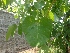  ( - TMP73)  @11 [ ] Copyright (2017) Dr. G. D. Khedkar Paul Hebert Centre For DNA Barcoding And Biodiversity Studies