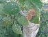  ( - TMP85)  @11 [ ] Copyright (2017) Dr. G. D. Khedkar Paul Hebert Centre For DNA Barcoding And Biodiversity Studies