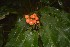  (Alpinia malaccensis - WALP 2)  @11 [ ] Copyright (2016) RHT Rapinat Herbarium and Centre for Molecular Systematics
