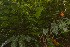  ( - WALP 3)  @11 [ ] Copyright (2016) RHT Rapinat Herbarium and Centre for Molecular Systematics