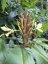  (Hedychium flavescens - WHDM 10)  @11 [ ] Copyright (2016) RHT Rapinat Herbarium and Centre for Molecular Systematics