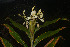  ( - WHDM 11)  @11 [ ] Copyright (2016) RHT Rapinat Herbarium and Centre for Molecular Systematics