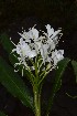  ( - WHDM 12)  @11 [ ] Copyright (2016) RHT Rapinat Herbarium and Centre for Molecular Systematics