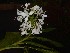  ( - WHDM 13)  @11 [ ] Copyright (2016) RHT Rapinat Herbarium and Centre for Molecular Systematics