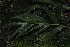  ( - WHDM 16)  @11 [ ] Copyright (2016) RHT Rapinat Herbarium and Centre for Molecular Systematics