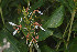  ( - WHDM 19)  @11 [ ] Copyright (2016) RHT Rapinat Herbarium and Centre for Molecular Systematics
