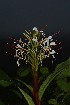  ( - WHDM 2)  @11 [ ] Copyright (2016) RHT Rapinat Herbarium and Centre for Molecular Systematics