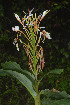  ( - WHDM 20)  @11 [ ] Copyright (2016) RHT Rapinat Herbarium and Centre for Molecular Systematics