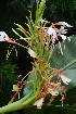 ( - WHDM 22)  @11 [ ] Copyright (2016) RHT Rapinat Herbarium and Centre for Molecular Systematics
