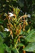  ( - WHDM 24)  @11 [ ] Copyright (2016) RHT Rapinat Herbarium and Centre for Molecular Systematics