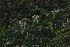  ( - WHDM 3)  @11 [ ] Copyright (2016) RHT Rapinat Herbarium and Centre for Molecular Systematics
