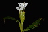  ( - WHDM 5)  @11 [ ] Copyright (2016) RHT Rapinat Herbarium and Centre for Molecular Systematics
