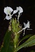  ( - WHDM 6)  @11 [ ] Copyright (2016) RHT Rapinat Herbarium and Centre for Molecular Systematics