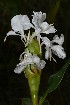  ( - WHDM 7)  @11 [ ] Copyright (2016) RHT Rapinat Herbarium and Centre for Molecular Systematics