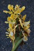  (Hedychium sp - WHDM 8)  @11 [ ] Copyright (2016) RHT Rapinat Herbarium and Centre for Molecular Systematics