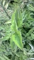  ( - MP1052)  @11 [ ] Copyright (2013) PHCDBS Paul Hebert Center for DNA Barcoding and Biodiversity Studies