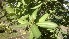  ( - MP1064)  @11 [ ] Copyright (2013) PHCDBS Paul Hebert Center for DNA Barcoding and Biodiversity Studies