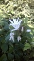  (Jasminum leratii - MP1070)  @11 [ ] Copyright (2013) PHCDBS Paul Hebert Center for DNA Barcoding and Biodiversity Studies