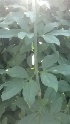  ( - MP1071)  @11 [ ] Copyright (2013) PHCDBS Paul Hebert Center for DNA Barcoding and Biodiversity Studies