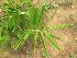  ( - A174)  @11 [ ] Copyright (2014) PHCDBS Paul Hebert Research Centre For DNA Barcoding And Biodiversity Stydies