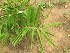  (Zingiber spectabile - TMPA174)  @11 [ ] Copyright (2014) PHCDBS PAUL HEBERT CENTRE FOR DNA BARCODING AND BIODIVERSITY STUDIES