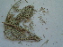  (Artemisia salsoloides - bal03)  @11 [ ] CreativeCommons - Attribution Non-Commercial Share-Alike (2015) Unspecified University of Agriculture Faisalabad-Pakistan