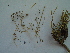  (Bupleurum falcatum - bal02)  @11 [ ] CreativeCommons - Attribution Non-Commercial Share-Alike (2015) Unspecified University of Agriculture Faisalabad-Pakistan