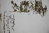  ( - DFC017)  @11 [ ] CreativeCommons - Attribution (2014) Aisha Tahir Centre for Biodiversity Genomics